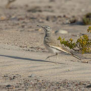 Greater Hoopoe-Lark