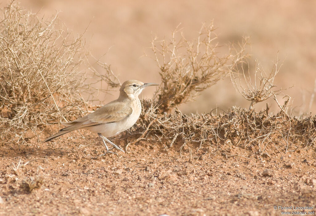 Greater Hoopoe-Lark