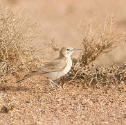 Greater Hoopoe-Lark