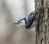 White-breasted Nuthatch