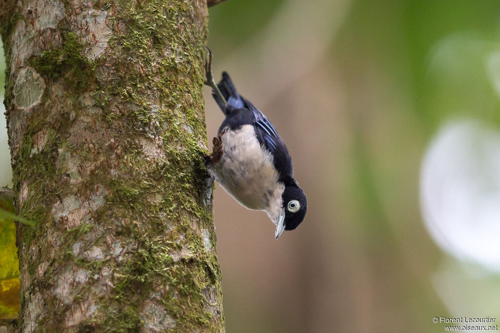 Blue Nuthatch