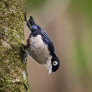 Blue Nuthatch