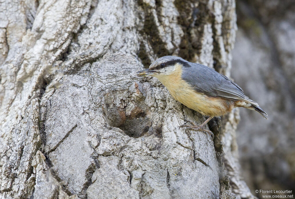 Eurasian Nuthatchadult