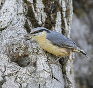 Eurasian Nuthatch