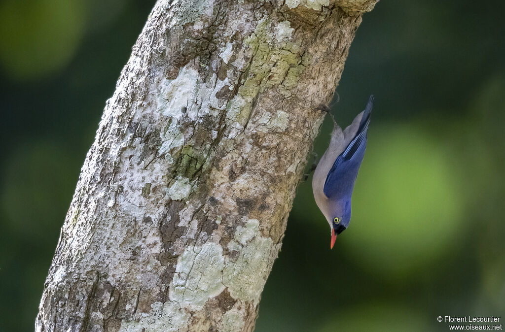 Velvet-fronted Nuthatch