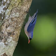 Velvet-fronted Nuthatch