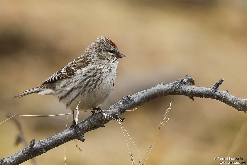 Common Redpoll