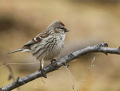 Common Redpoll