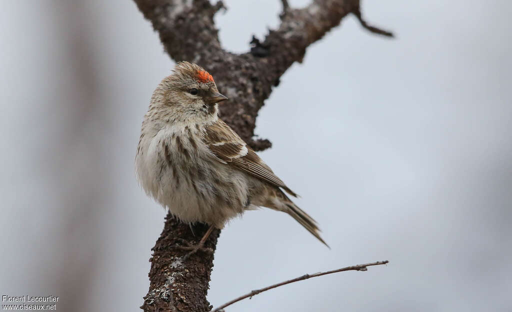 Common Redpoll female adult breeding, identification