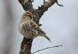 Common Redpoll