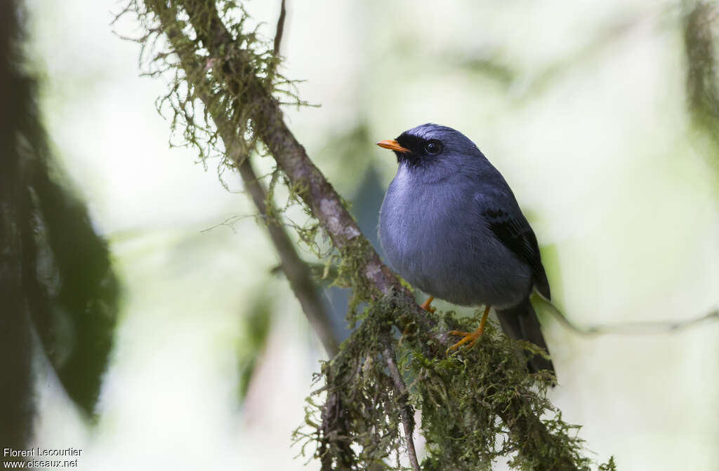 Black-faced Solitaireadult, pigmentation