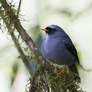 Black-faced Solitaire