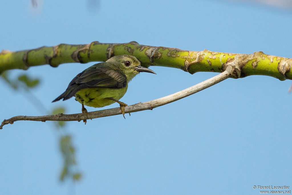 Brown-throated Sunbird