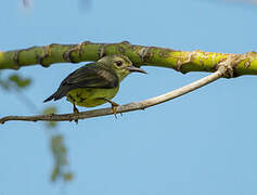 Brown-throated Sunbird