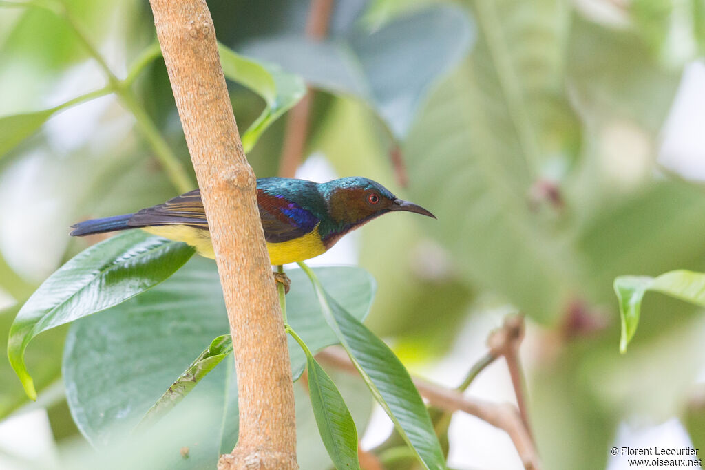 Brown-throated Sunbird male adult