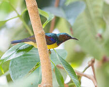 Brown-throated Sunbird