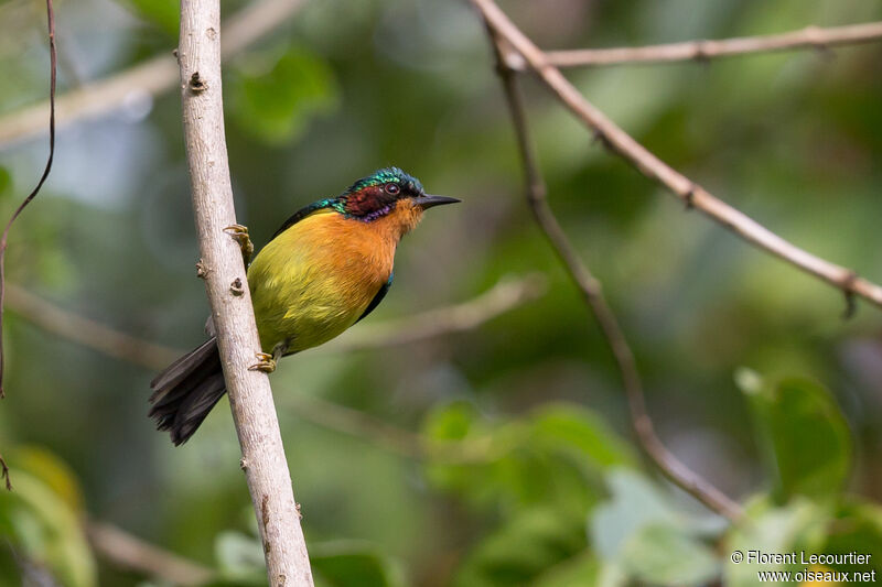 Ruby-cheeked Sunbird male adult