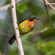 Ruby-cheeked Sunbird