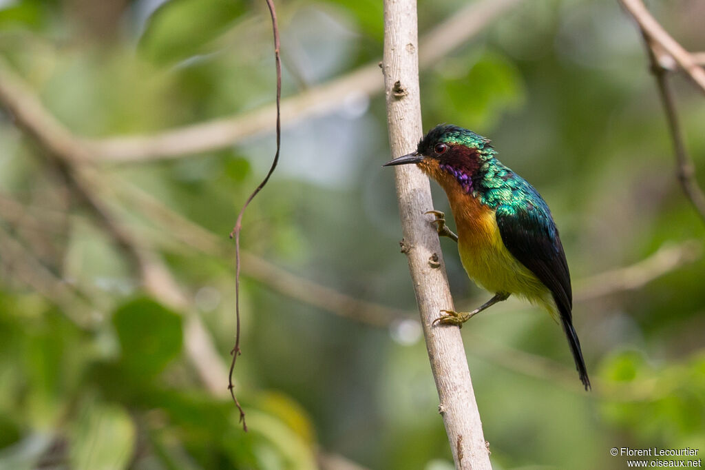 Ruby-cheeked Sunbird male adult breeding, identification