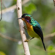 Ruby-cheeked Sunbird