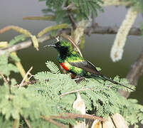 Beautiful Sunbird