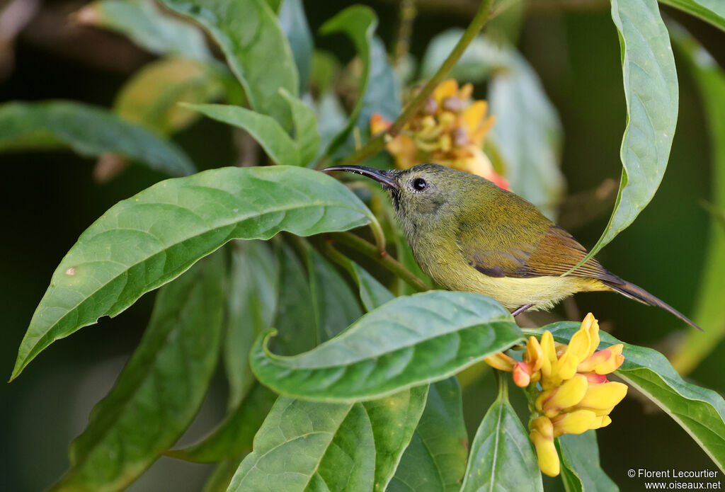 Souimanga à queue verte