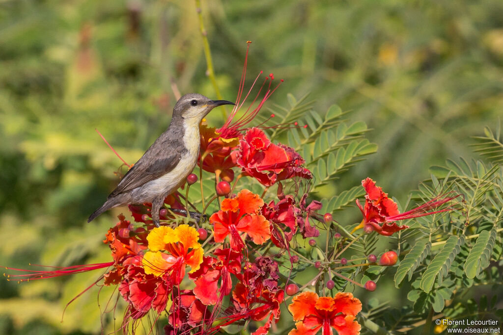 Purple Sunbird female