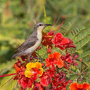 Purple Sunbird