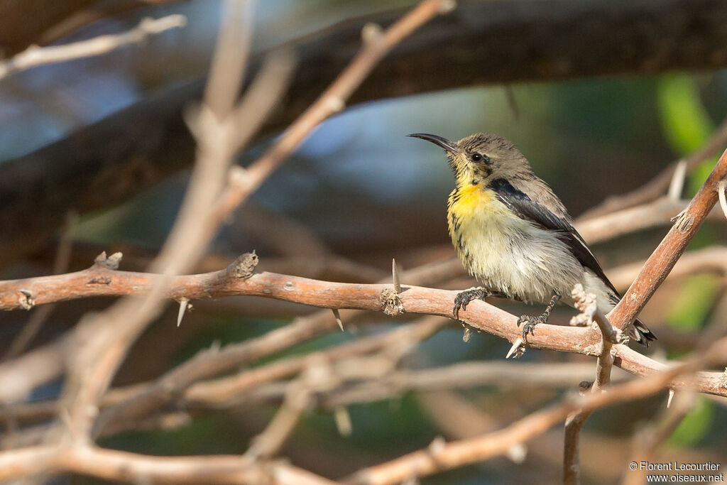 Purple Sunbird male