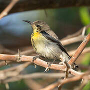 Purple Sunbird