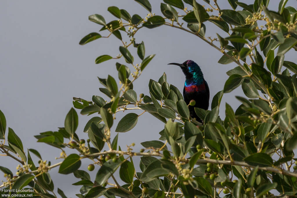 Arabian Sunbird male