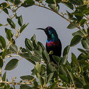 Arabian Sunbird