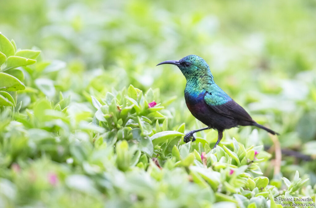 Marico Sunbird male