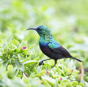 Marico Sunbird