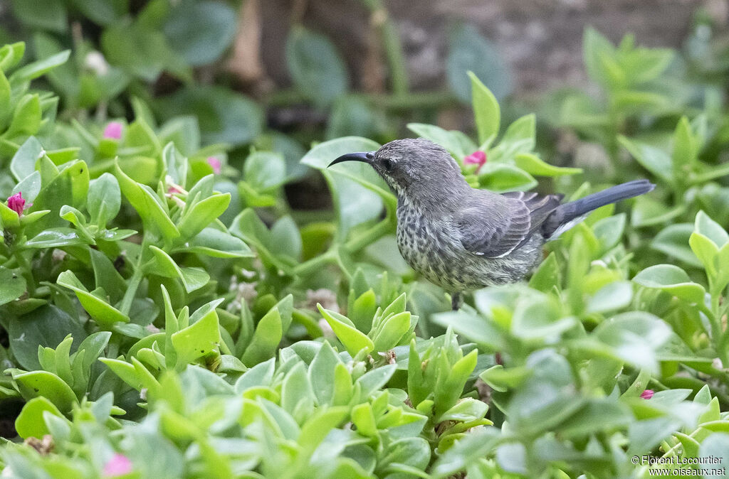 Marico Sunbird female