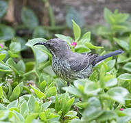 Marico Sunbird