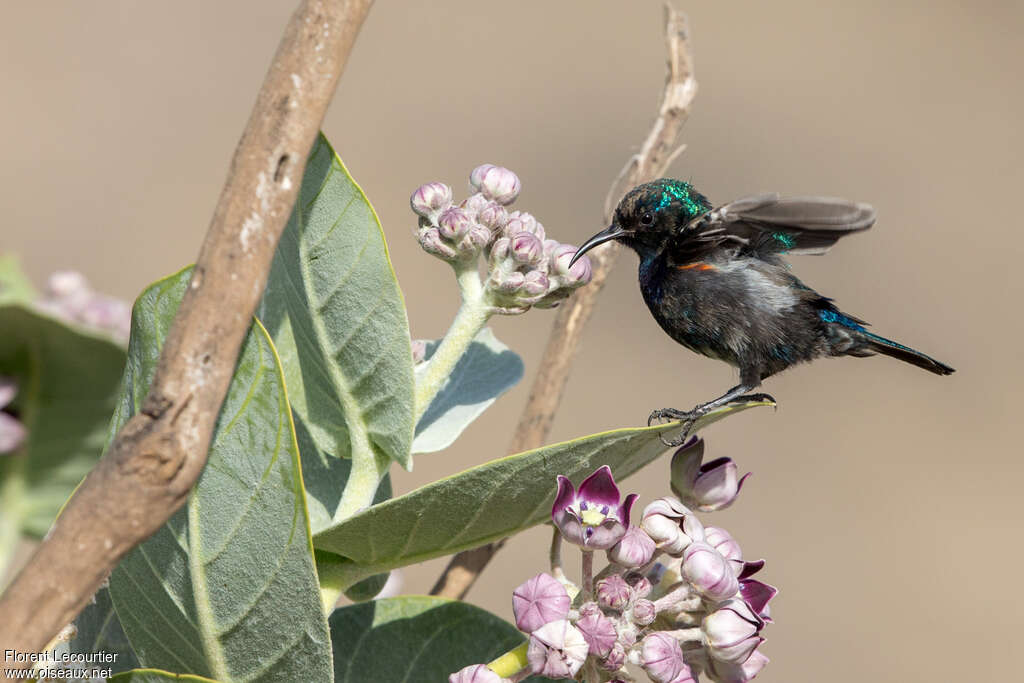 Palestine Sunbird male adult transition, identification