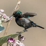 Palestine Sunbird