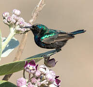 Palestine Sunbird