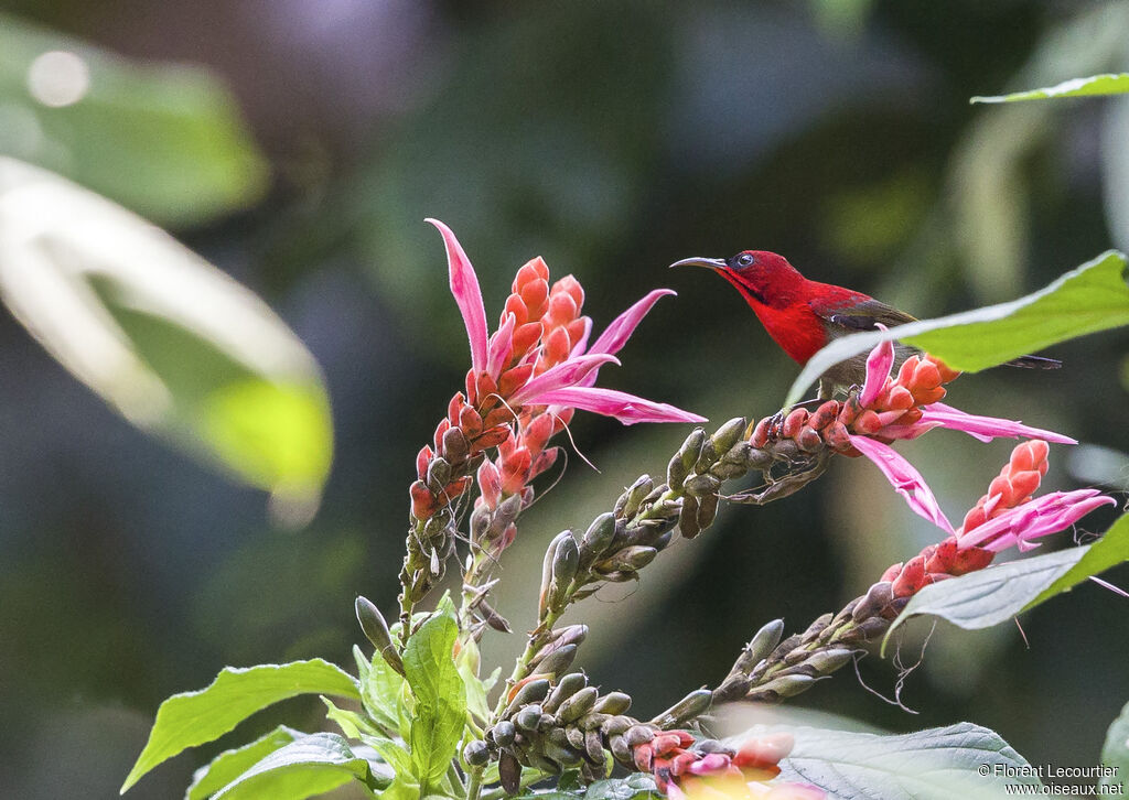 Crimson Sunbird male adult