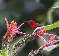 Crimson Sunbird