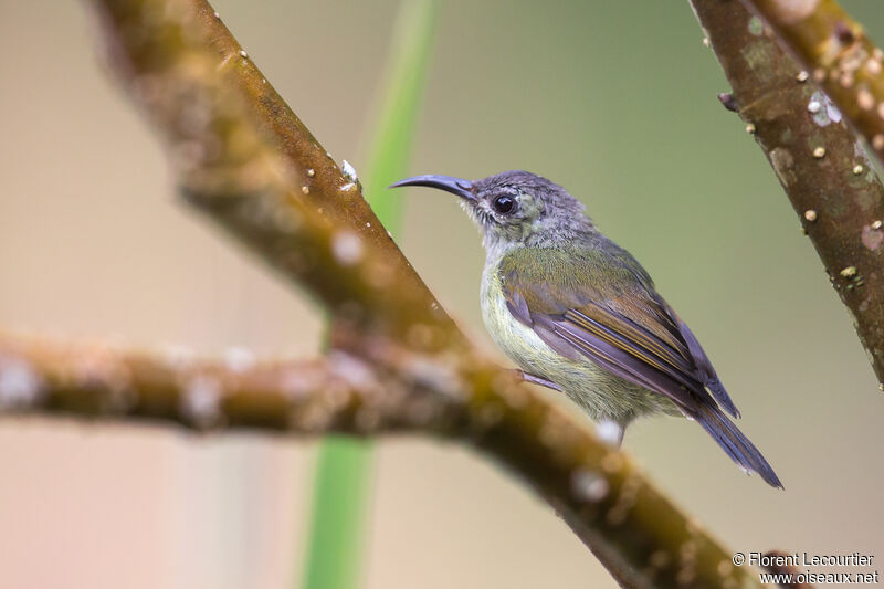 Black-throated Sunbird female adult breeding