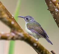 Black-throated Sunbird