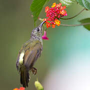 Black-throated Sunbird