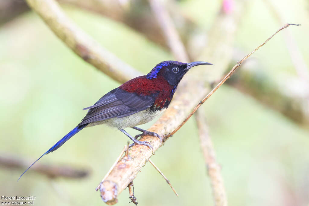 Black-throated Sunbird male adult breeding, identification