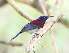 Black-throated Sunbird