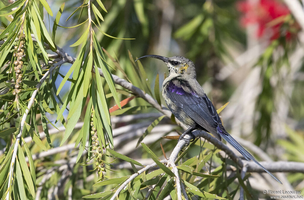 Tacazze Sunbird