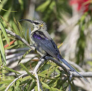 Tacazze Sunbird