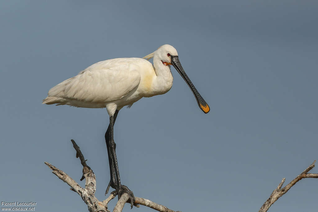 Eurasian Spoonbilladult breeding, identification