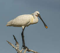 Eurasian Spoonbill